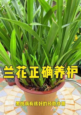 兰花分盆后如何正确浇水？有哪些注意事项？