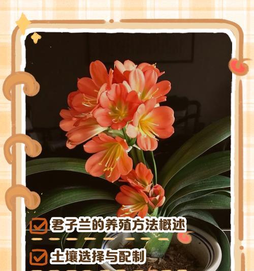 君子兰作为绿化植物的养护方法是什么？
