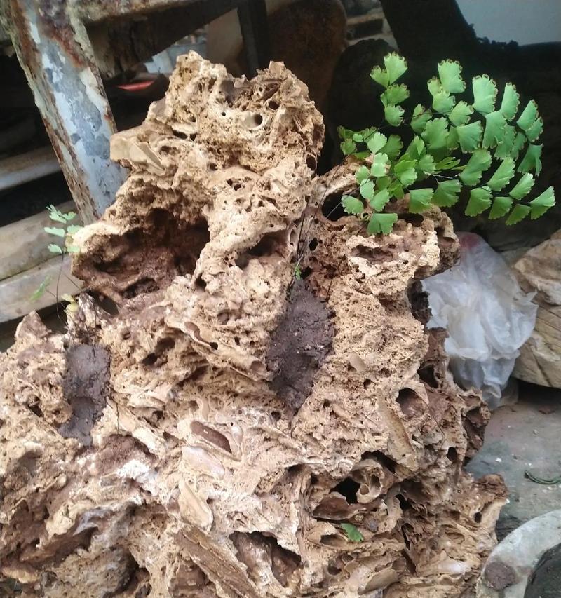 上水石过滤盆景的养护技巧有哪些？