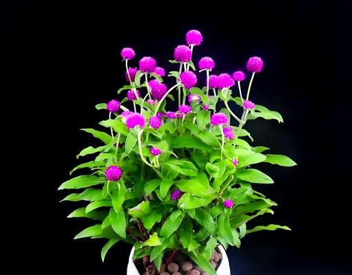 阳台狭窄时适合种植哪些花卉？