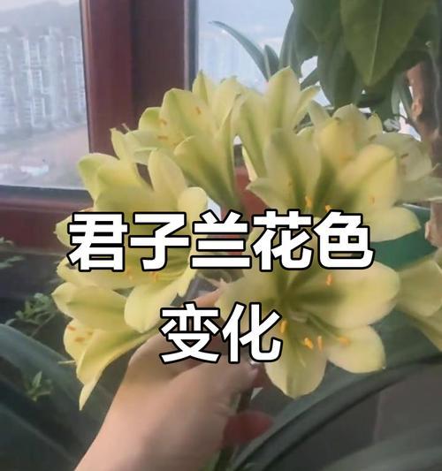 君子兰开花需要添加什么？