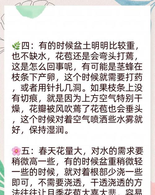 剪蕾后的月季浇水方法是什么？