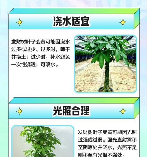 刚移栽的树木叶子发黄的原因是什么？