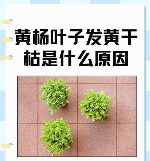刚移栽的树木叶子发黄的原因是什么？