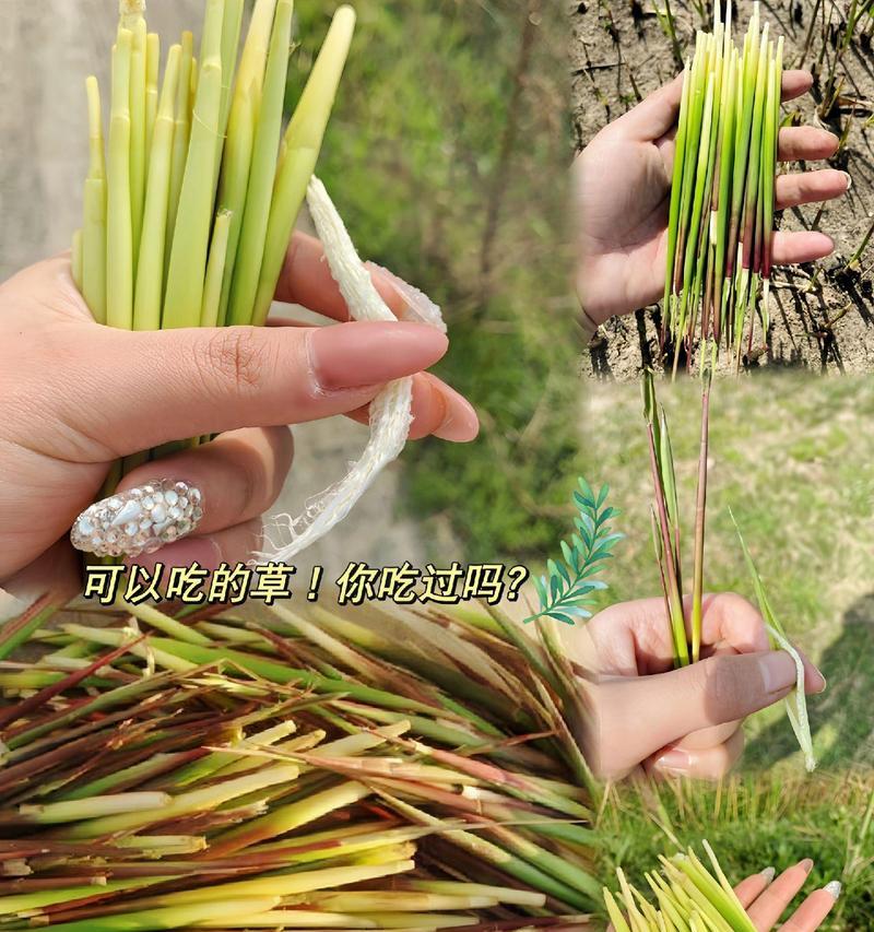 如何自制粗毛根肥料？自制粗毛根肥料的方法是什么？