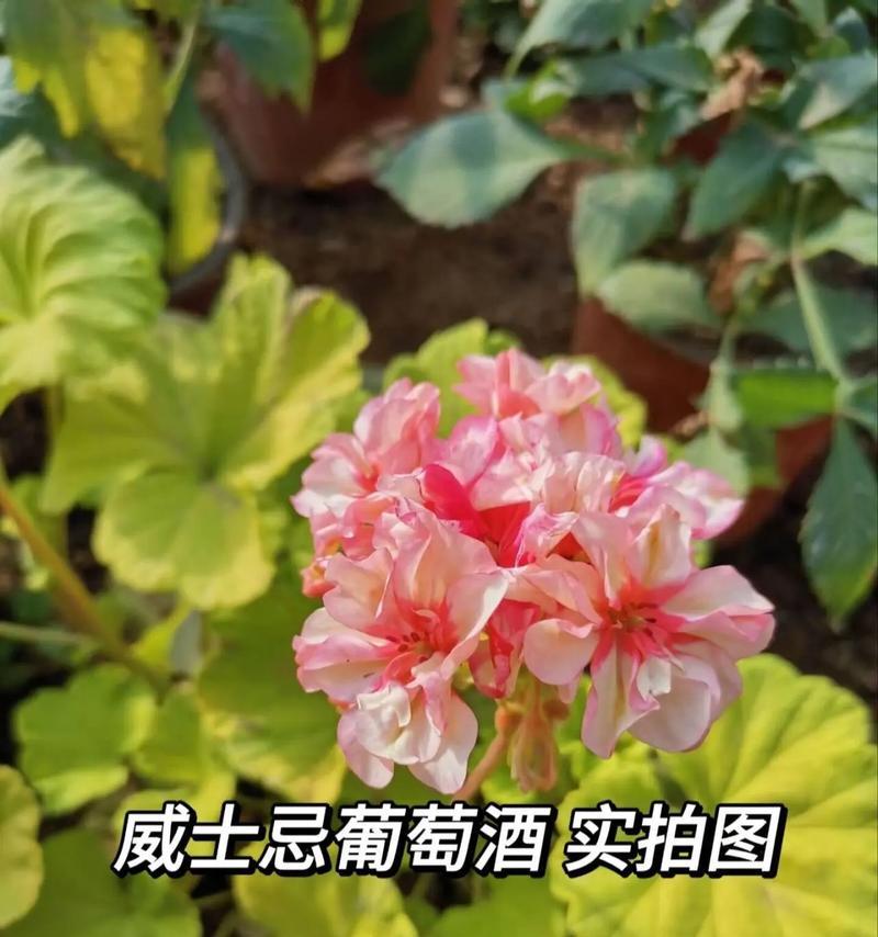 温哥华天竺葵种植方法有哪些？
