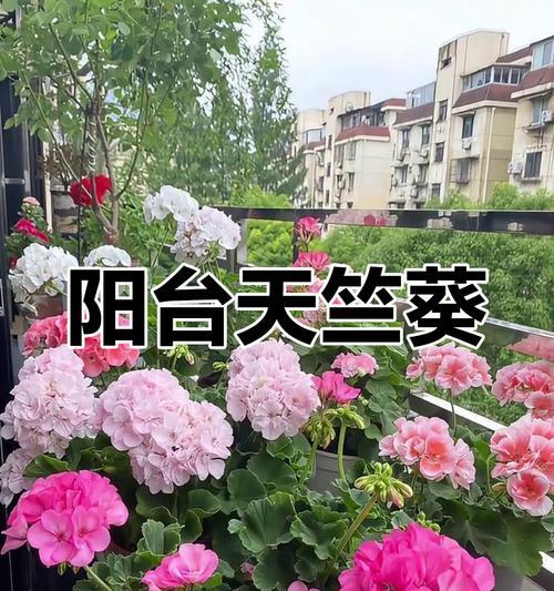 温哥华天竺葵种植方法有哪些？