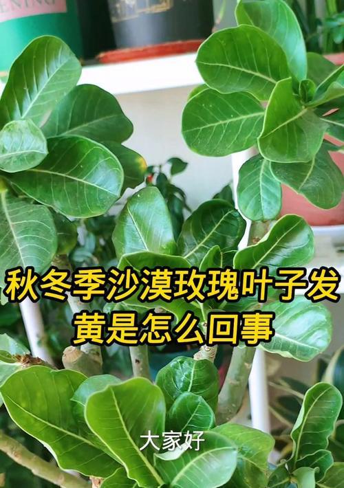 植物叶子发黄如何处理？