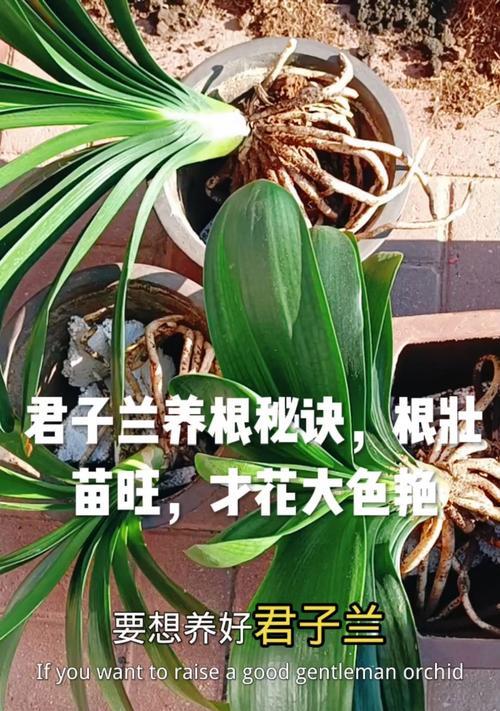君子兰出现大粗根的原因有哪些？