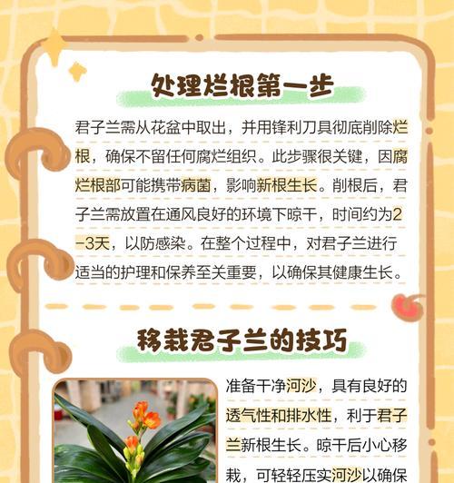 君子兰出现大粗根的原因有哪些？
