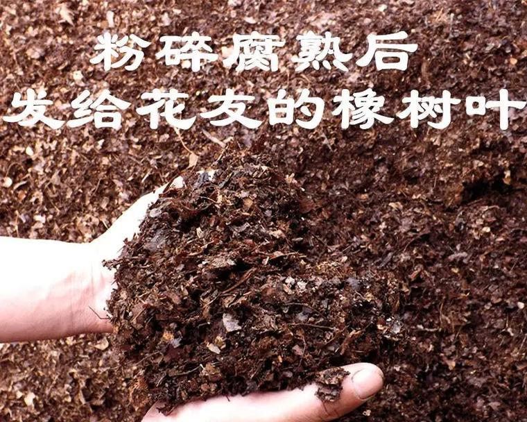 君子兰爆花土的配比方法是什么？