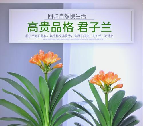 君子兰爆花土的配比方法是什么？