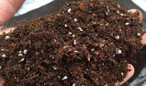 盆景花盆排水不畅应该怎么办？