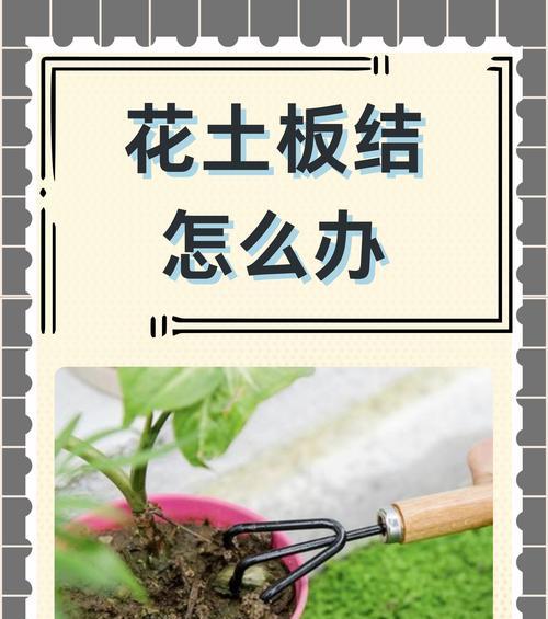 花友们有哪些实用的养花技巧？