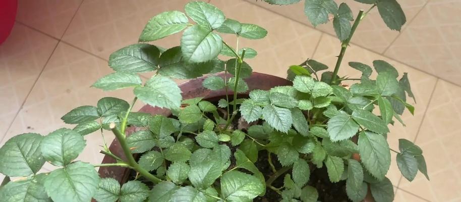 花友们有哪些实用的养花技巧？