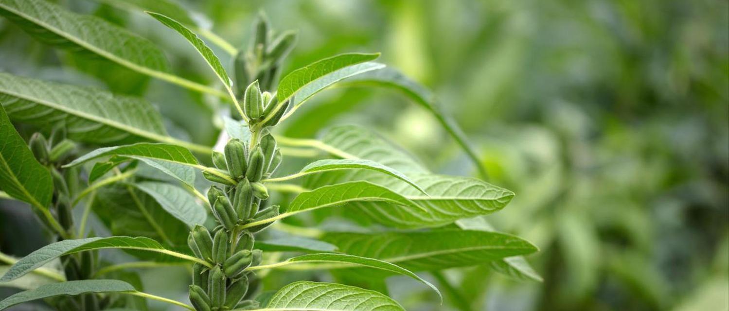 芝麻播种的最佳时间是什么时候？