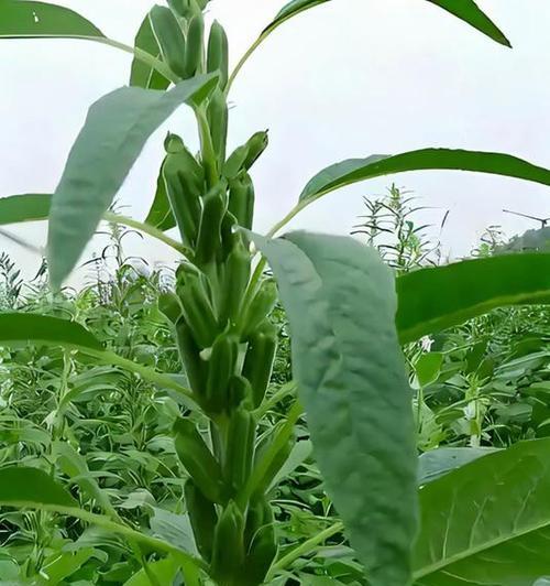 芝麻播种的最佳时间是什么时候？