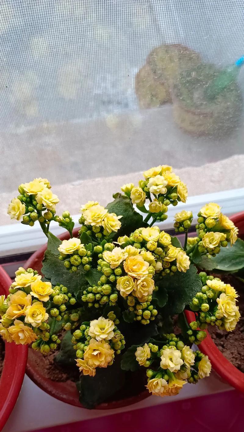 被风吹散的黄色花是什么品种？