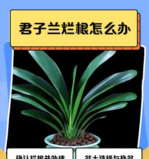 君子兰根系损坏后如何进行有效补救？