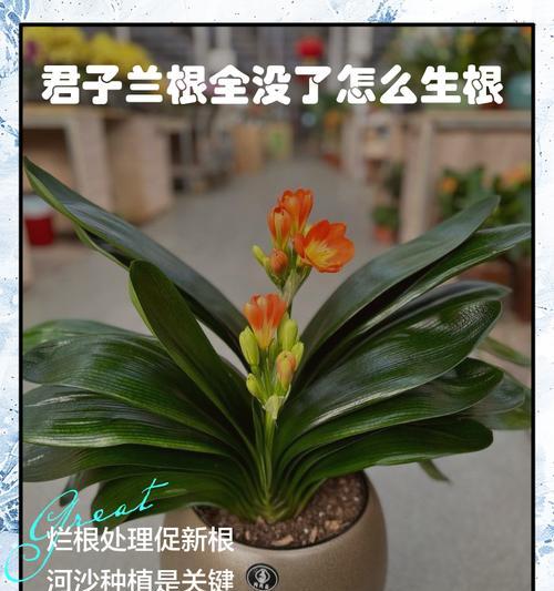 君子兰根系损坏后如何进行有效补救？