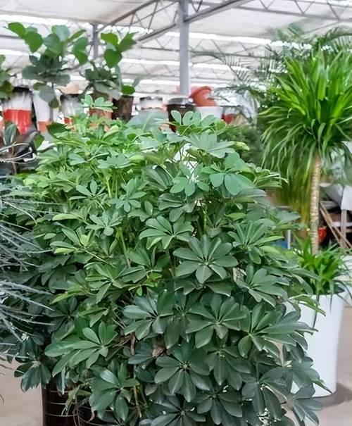 新房阳台盆栽适合种植哪些花卉？