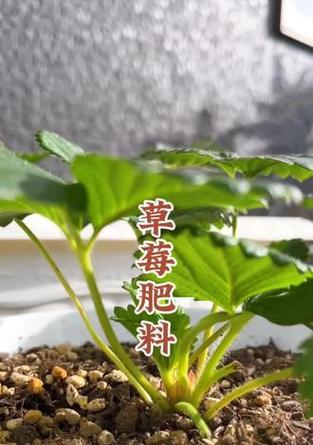 自制草莓花肥料配方的步骤和注意事项？