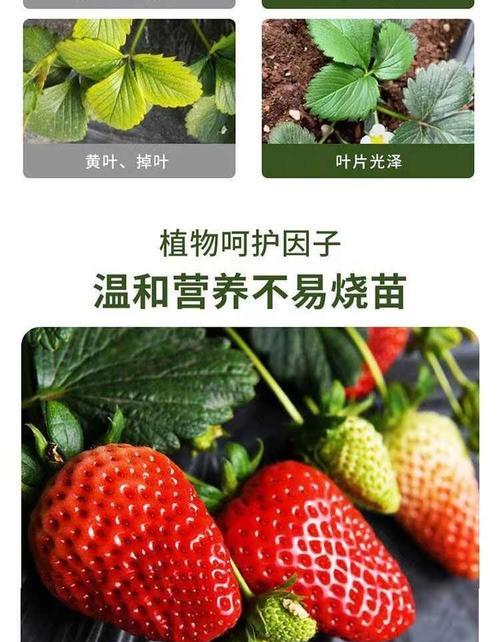 自制草莓花肥料配方的步骤和注意事项？