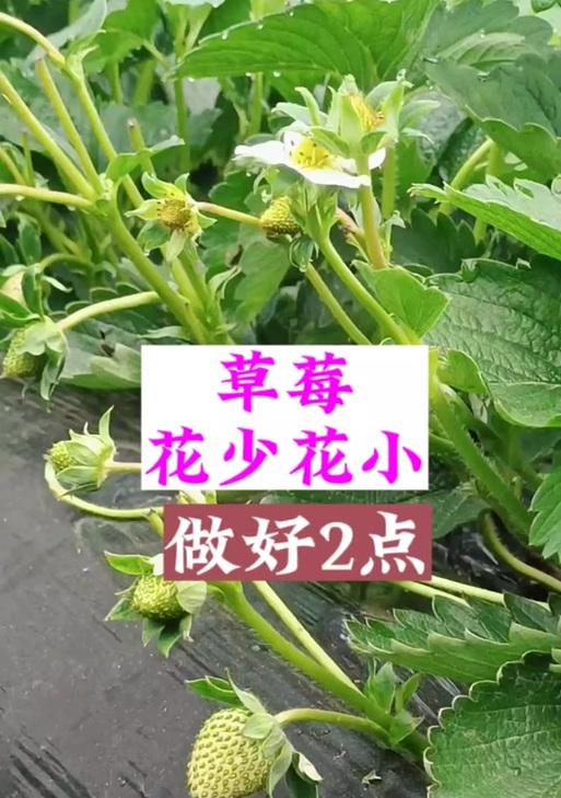自制草莓花肥料配方的步骤和注意事项？