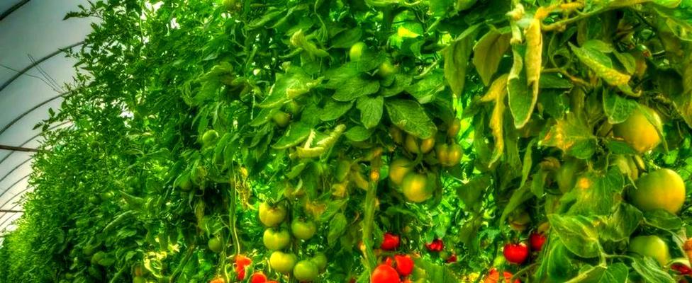 什么菜现在可以播种了？春季播种蔬菜的推荐品种有哪些？