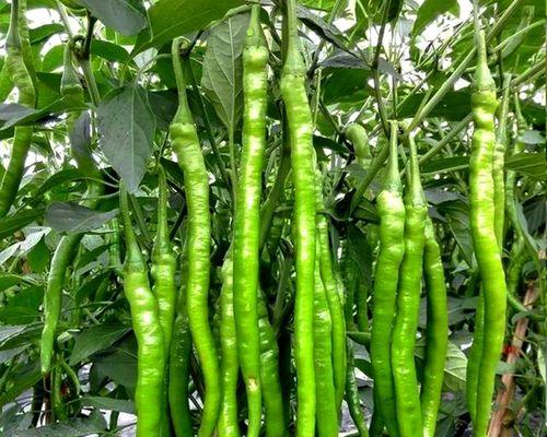 什么菜现在可以播种了？春季播种蔬菜的推荐品种有哪些？