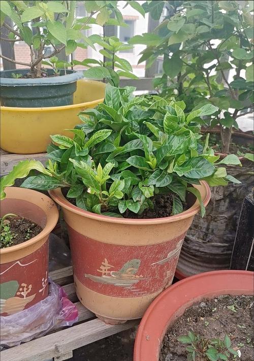 阳台种植栀子花有哪些推荐？