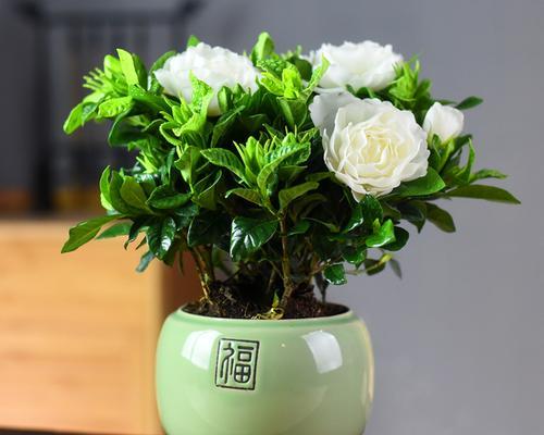 阳台种植栀子花有哪些推荐？
