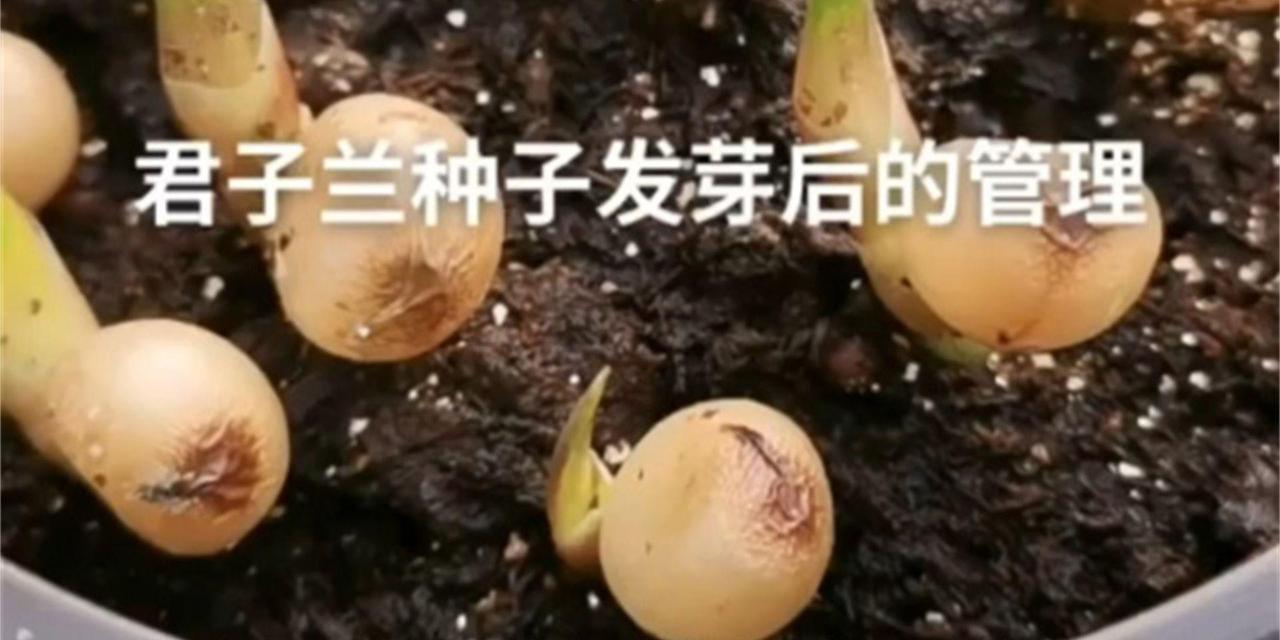 如何清理君子兰种子？
