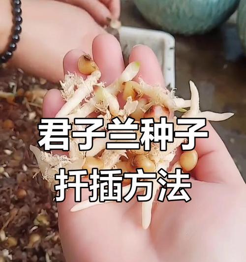 如何清理君子兰种子？
