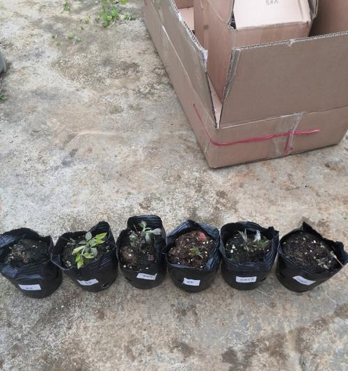 铁线莲幸运符花后修剪方法是什么？
