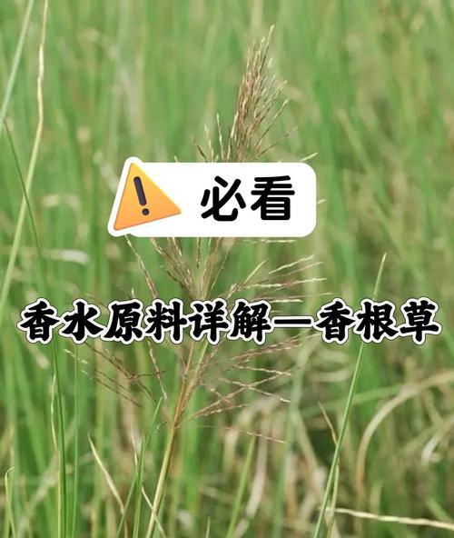 哪些植物香草具有通鼻的功效？