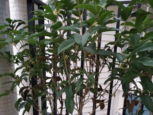 盆景花盆在房屋中的摆放技巧有哪些？如何提升家居美感？