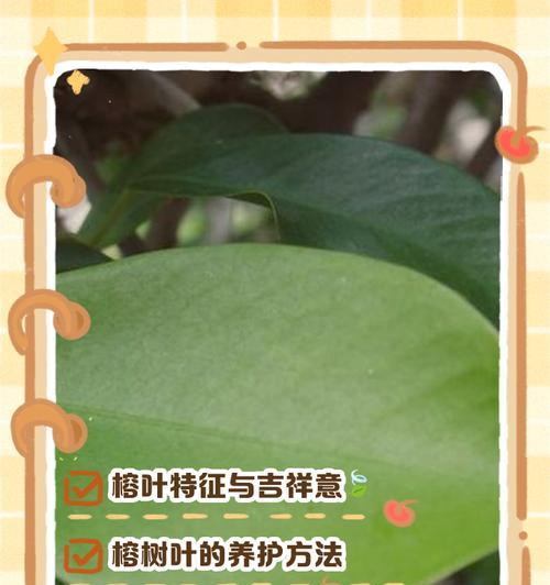 榕树叶子发黄怎么办？培养榕树的正确方法是什么？