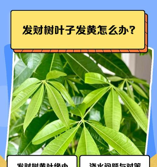 榕树叶子发黄怎么办？培养榕树的正确方法是什么？