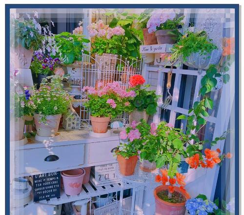 春夏季室内阳台适合种植哪些花卉？