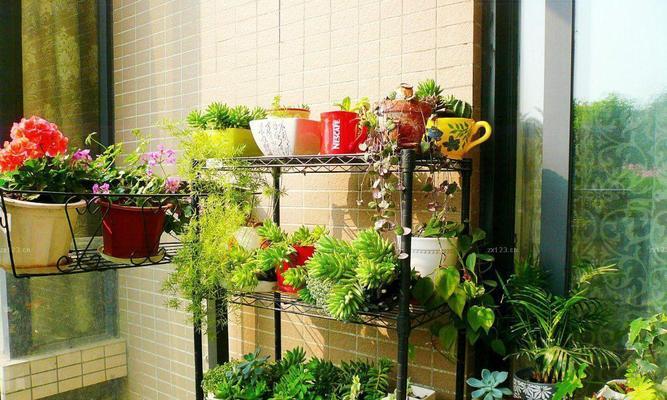 春夏季室内阳台适合种植哪些花卉？