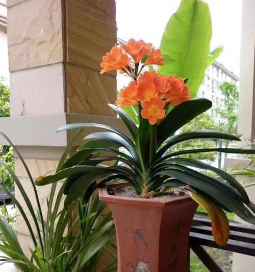 春夏季室内阳台适合种植哪些花卉？