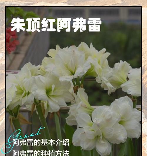 阿弗雷朱顶红25天的生长状态如何？