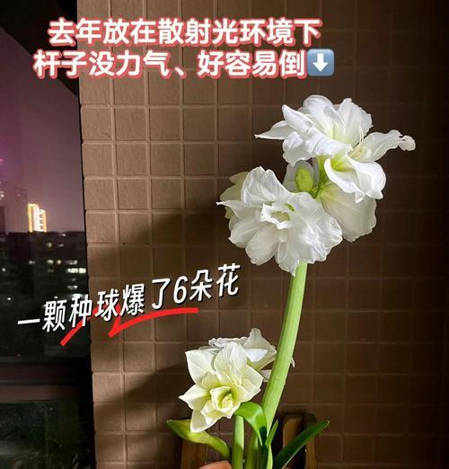 阿弗雷朱顶红25天的生长状态如何？