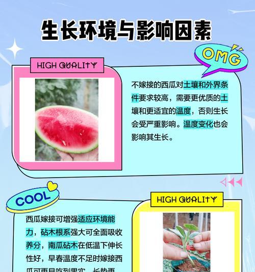 西瓜掉蔓栽培技术要点是什么？如何防止西瓜掉蔓？