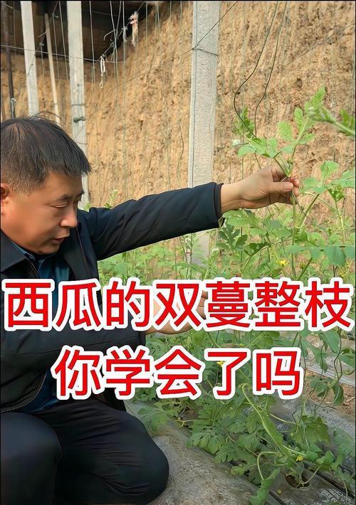 西瓜掉蔓栽培技术要点是什么？如何防止西瓜掉蔓？