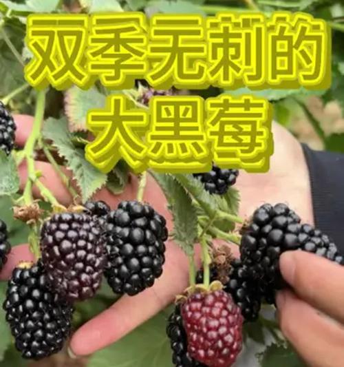 黑莓栽培的关键技术要点是什么？