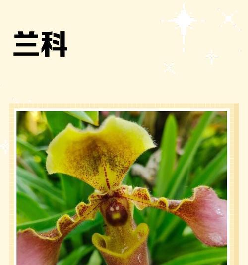 哪些兰科植物开花性好？如何进行养护？