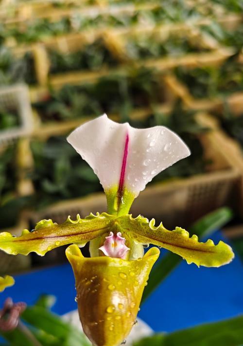 哪些兰科植物开花性好？如何进行养护？