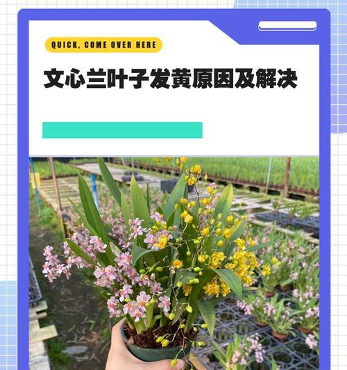 心叶球兰叶子发黄发软怎么补救？有哪些有效的补救措施？